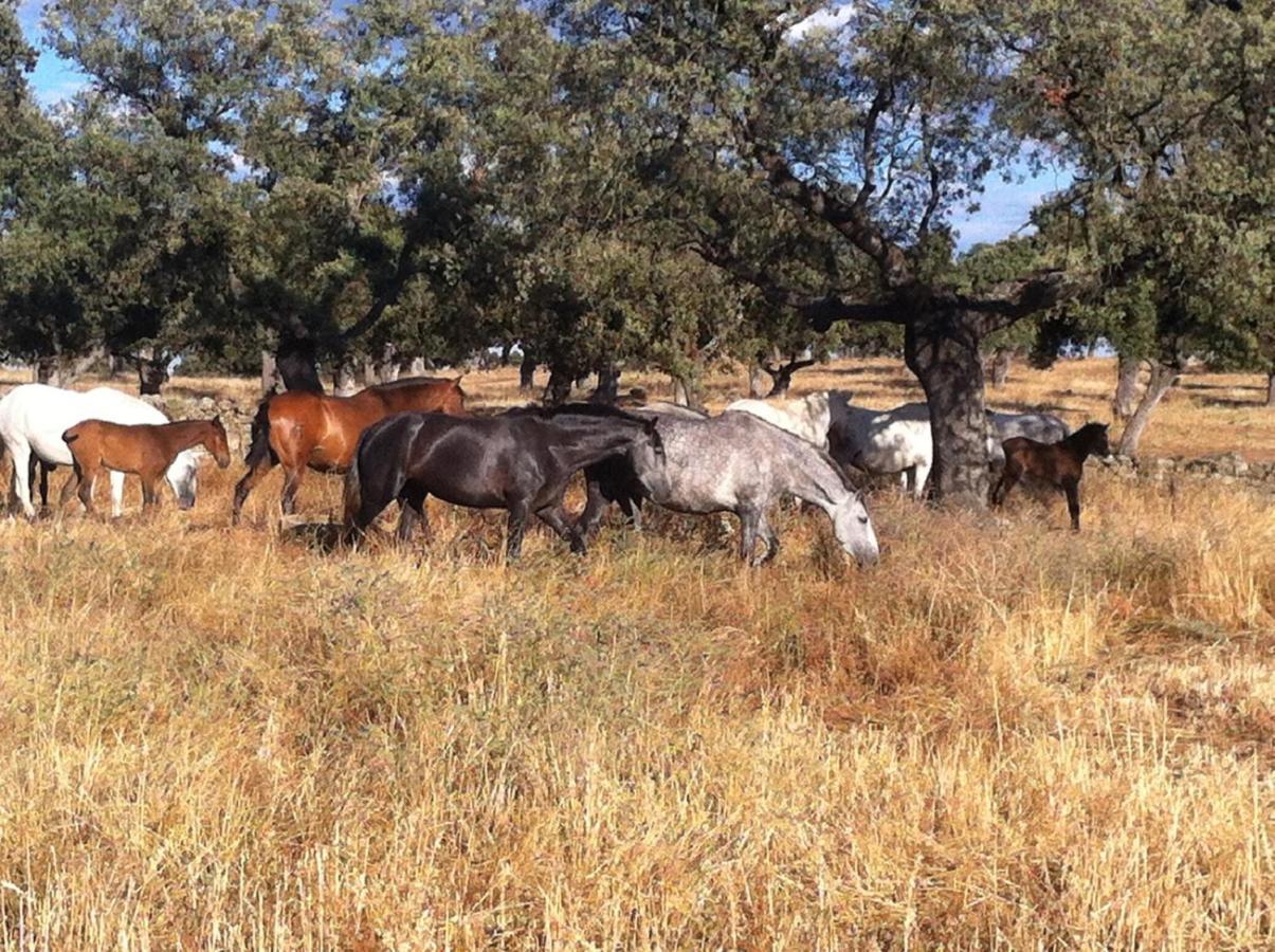 Cortijo Charcollana Villa Pozoblanco Eksteriør billede